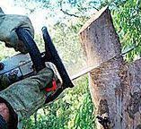 Best Tree Preservation Services  in Evans, GA
