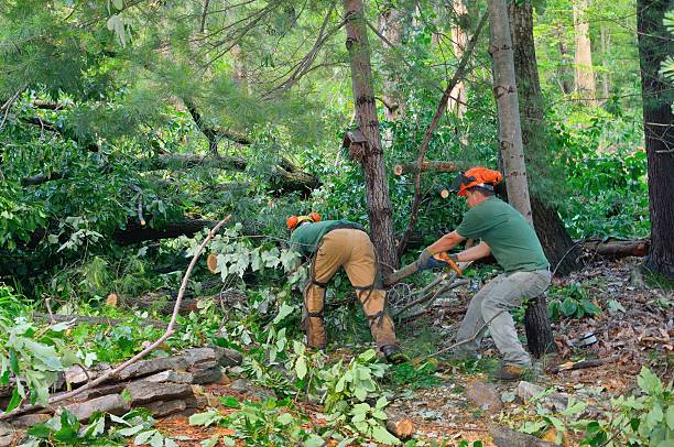 How Our Tree Care Process Works  in  Evans, GA