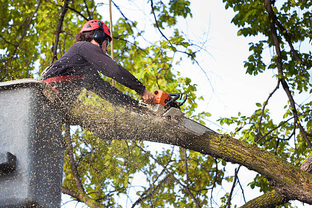 Mulching Services in Evans, GA