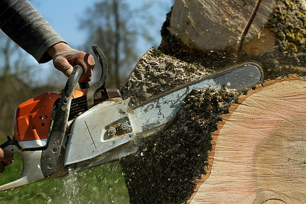 Best Tree Trimming and Pruning  in Evans, GA
