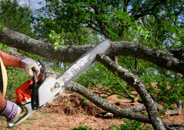 Best Stump Grinding and Removal  in Evans, GA